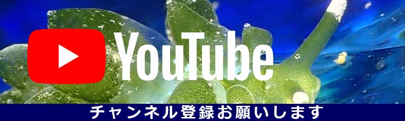 ダイビングショップ ウミウシハンターズ　YouTubeチャンネル登録お願いします